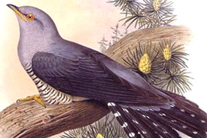 Cuckoo Traditional - Flute Nota Sayfası