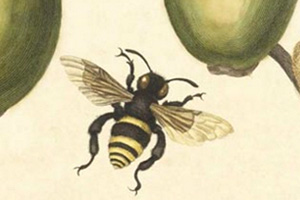 Anonymous-The-Honeybee.jpg