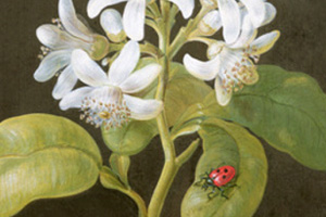 Ladybird, Ladybird Tradizionale - Spartiti Flauto