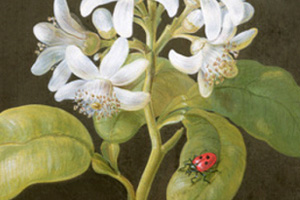 Traditional-Ladybird-Ladybird.jpg