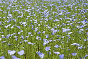 Traditionnel-The-Fields-of-Flax.jpg