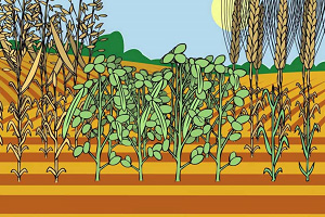 Avoine et haricots (Oats and Beans) (professeur-élève) Traditionnel - Partition pour Violon