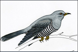 Martin-Shaw-Cuckoo.jpg