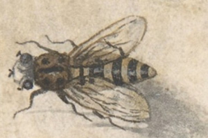 The Honeybee （ミツバチ） 伝承曲 - ピアノ の楽譜